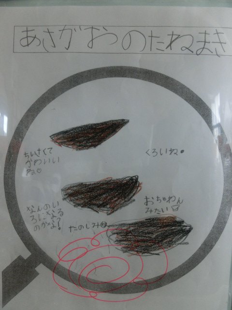 アサガオの種の観察 １年 5月 14年 赤佐小学校 ブログ 赤佐小学校