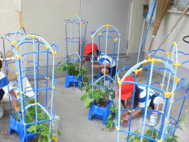 あさがおに支柱を立てました 1年 6月 13年 赤佐小学校 ブログ 赤佐小学校