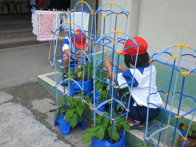 あさがおに支柱を立てました 1年 6月 13年 赤佐小学校 ブログ 赤佐小学校