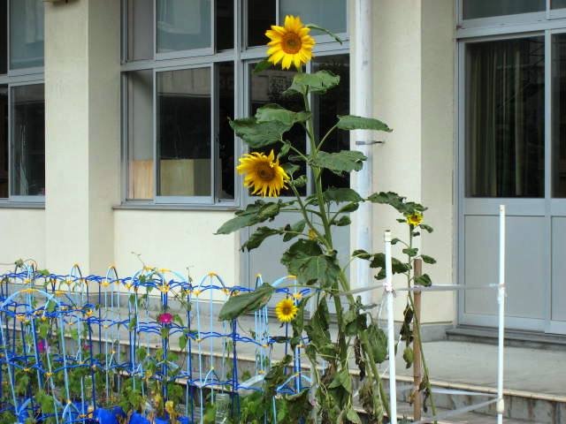 7月 12年 麁玉小学校 ブログ 麁玉小学校