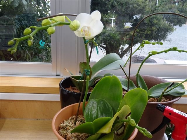 花が咲く 花よ咲け 1月 16年 麁玉中学校 ブログ 麁玉中学校