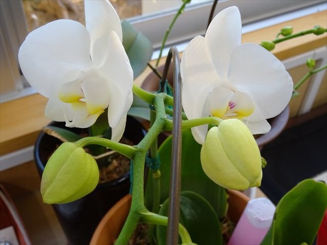 1月 16年 麁玉中学校 ブログ 麁玉中学校