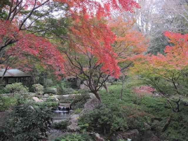 浜松城公園の紅葉 11月 12年 浜松中部学園 ブログ 浜松中部学園