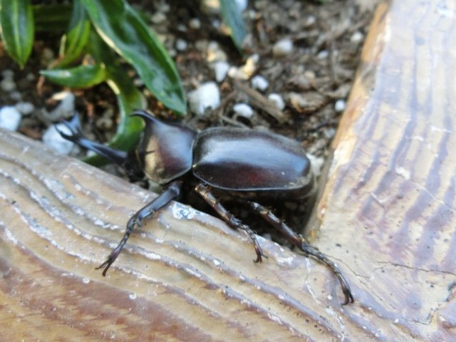 カブトムシ 8月 16年 浜松中部学園 ブログ 浜松中部学園