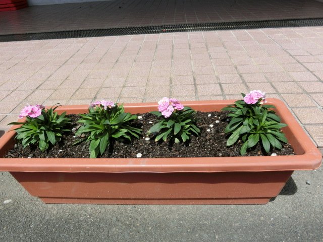 プランター花の植え替え 9月 16年 浜松中部学園 ブログ 浜松中部学園