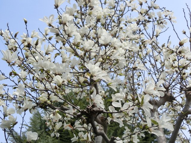 白い花 3月 17年 浜松中部学園 ブログ 浜松中部学園