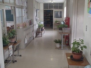 廊下にチョウの幼虫 5月 17年 萩丘小学校 ブログ 萩丘小学校