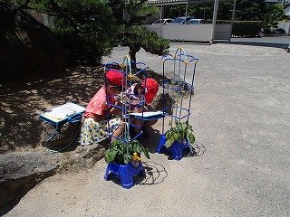 アサガオに支柱を立てました 6月 17年 萩丘小学校 ブログ 萩丘小学校