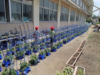 アサガオに支柱を立てました 6月 17年 萩丘小学校 ブログ 萩丘小学校