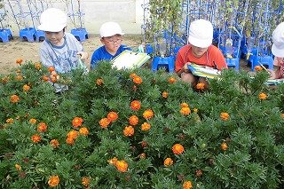 ひまわり オクラ マリーゴールド 9月 13年 萩丘小学校 ブログ 萩丘小学校 ひまわり オクラ マリーゴールド 9月 13年 萩丘小学校 ブログ 萩丘小学校
