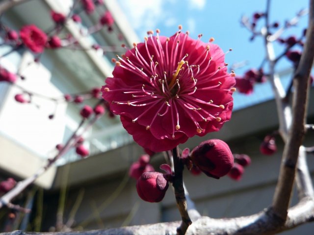 梅 一輪 いちりんほどの 暖かさ 2月 13年 萩丘小学校 ブログ 萩丘小学校