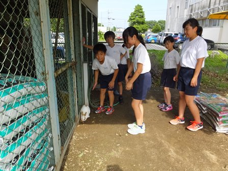 生き物委員会 8月 16年 浜名小学校 ブログ 浜名小学校