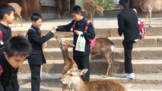 修学旅行４日目 最終日 奈良 奈良公園 鹿 4月 2015年 春野中学校 ブログ 春野中学校