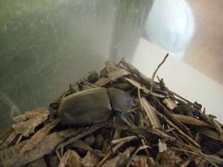 カブトムシ登場 野菜の収穫も本番です 7月 15年 東小学校 ブログ 東小学校