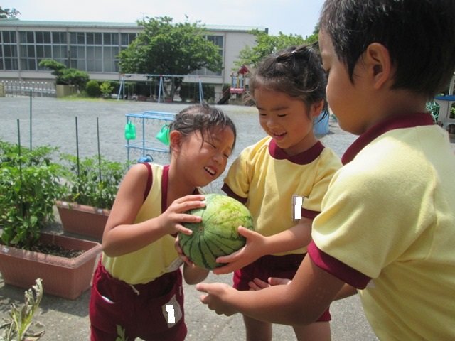 食べ頃になったかな スイカさんもう いい かい 7月 16年 平山幼稚園 ブログ 平山幼稚園