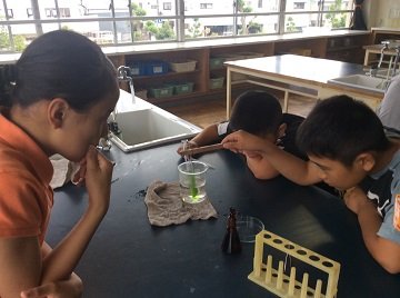 ６年生 理科 植物の成長と日光の関わり の実験 5月 15年 芳川小学校 ブログ 芳川小学校