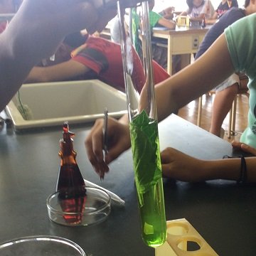 ６年生 理科 植物の成長と日光の関わり の実験 5月 15年 芳川小学校 ブログ 芳川小学校