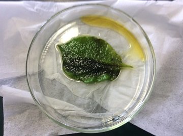 ６年生 理科 植物の成長と日光の関わり の実験 5月 15年 芳川小学校 ブログ 芳川小学校