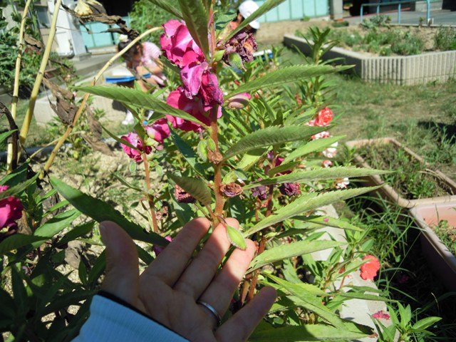 一つの種からたくさんの種に 9月 11年 芳川北小学校 ブログ 芳川北小学校