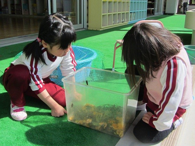 蝶が ツマグロヒョウモン 羽化したよ 5月 13年 伊平幼稚園 ブログ 伊平幼稚園