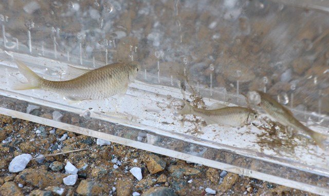 ヤリタナゴ 11月 2017年 井伊谷小学校 ブログ 井伊谷小学校