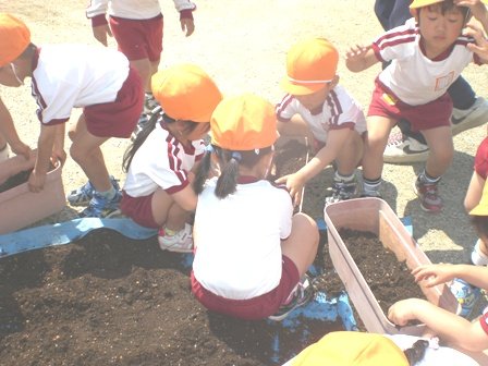 朝顔の苗植え 5月 11年 引佐幼稚園 ブログ 引佐幼稚園