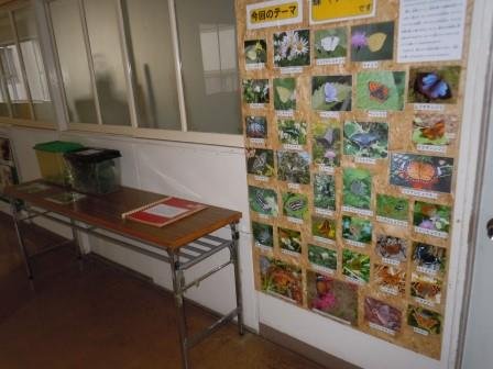 校長室前掲示板 蝶の飼育 5月 17年 犬居小学校 ブログ 犬居小学校