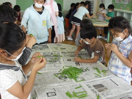 さやえんどうの筋取り 6月 13年 城北小学校 ブログ 城北小学校