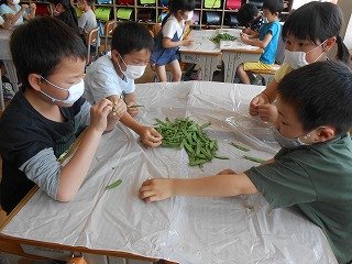 きぬさやえんどうの筋取り 5月 17年 神久呂小学校 ブログ 神久呂小学校