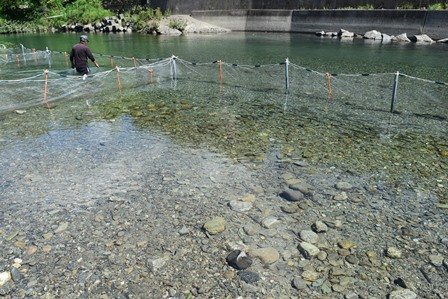 阿多古川に親しむ日 8月 18年 上阿多古小学校 ブログ 上阿多古小学校