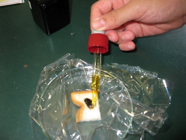 6年理科 からだのつくりとはたらき 9月 11年 鴨江小学校 ブログ 鴨江小学校