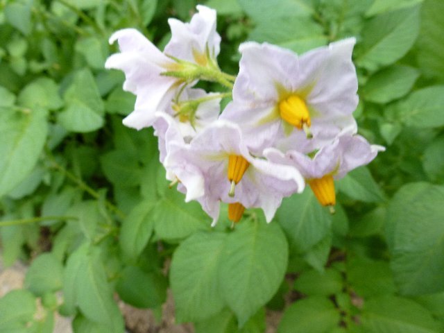 これは何の花でしょうか 6月 13年 鴨江小学校 ブログ 鴨江小学校