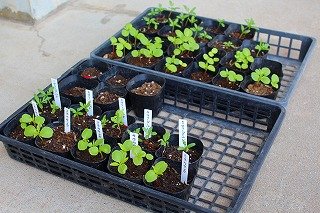 ヒマワリの植え替え 5月 17年 金指小学校 ブログ 金指小学校