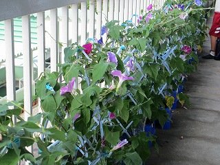 夏の訪れ 朝顔 7月 12年 金指小学校 ブログ 金指小学校