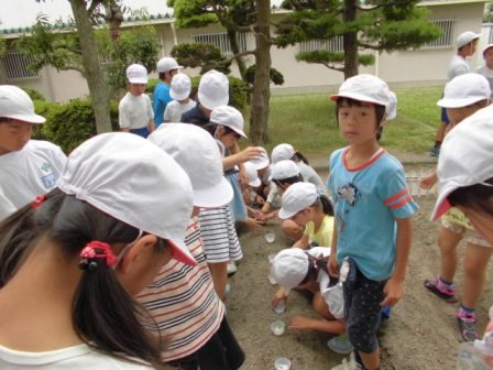 ３年生 ホウセンカの苗を植え替えたよ 6月 16年 笠井小学校 ブログ 笠井小学校