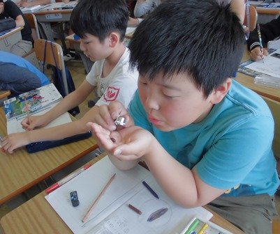 理科 インゲンマメの種子の観察 ５年 5月 17年 笠井小学校 ブログ 笠井小学校