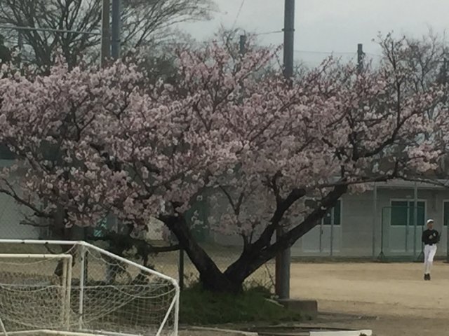 4月 16年 笠井中学校 ブログ 笠井中学校