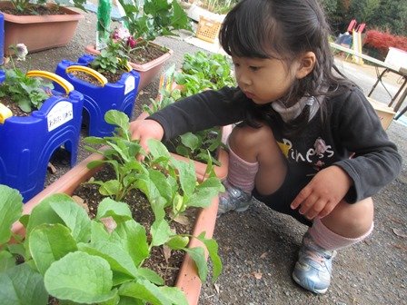 二十日大根収穫 12月 16年 気田幼稚園 ブログ 気田幼稚園