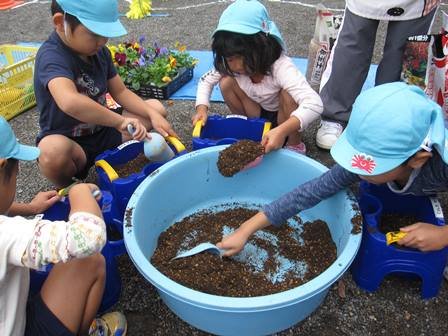 パンジー苗植え 11月 15年 気田幼稚園 ブログ 気田幼稚園