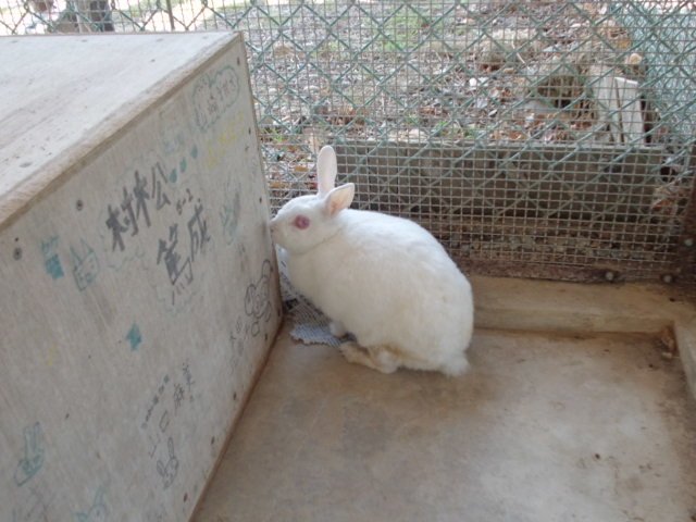 飼育活動 2月 14年 伎倍小学校 ブログ 伎倍小学校