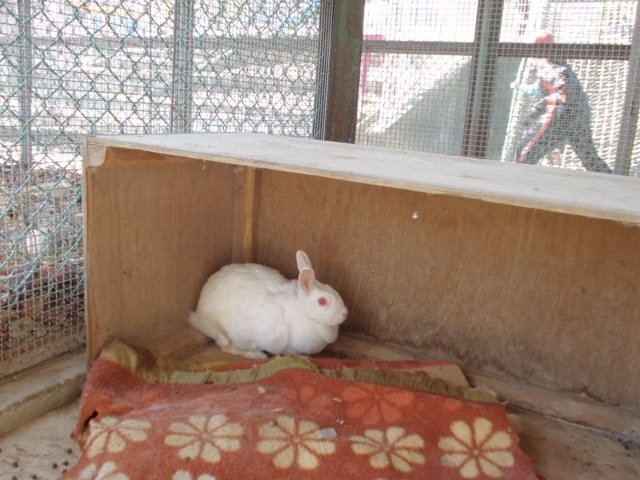 飼育活動 2月 14年 伎倍小学校 ブログ 伎倍小学校