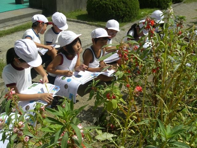 花が咲いたあと 9月 11年 気賀小学校 ブログ 気賀小学校