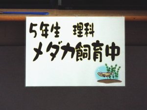 メダカの飼育 ５年生 5月 16年 北浜小学校 ブログ 北浜小学校