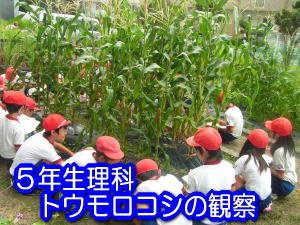 トウモロコシの観察 9月 12年 北浜北小学校 ブログ 北浜北小学校