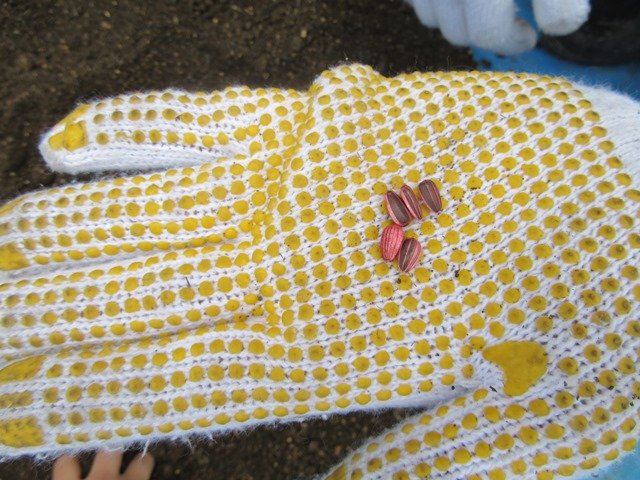 ヒマワリの種を植えました 5月 16年 三ヶ日東小学校 ブログ 三ヶ日東小学校