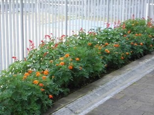 雄花と雌花 7月 16年 水窪中学校 ブログ 水窪中学校