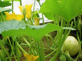 雄花と雌花 7月 16年 水窪中学校 ブログ 水窪中学校