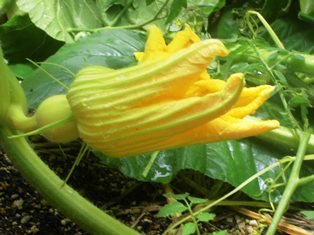 雄花と雌花 7月 16年 水窪中学校 ブログ 水窪中学校