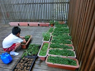 サクラソウの植え替え 8月 17年 水窪中学校 ブログ 水窪中学校