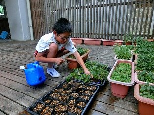 サクラソウの植え替え 8月 17年 水窪中学校 ブログ 水窪中学校
